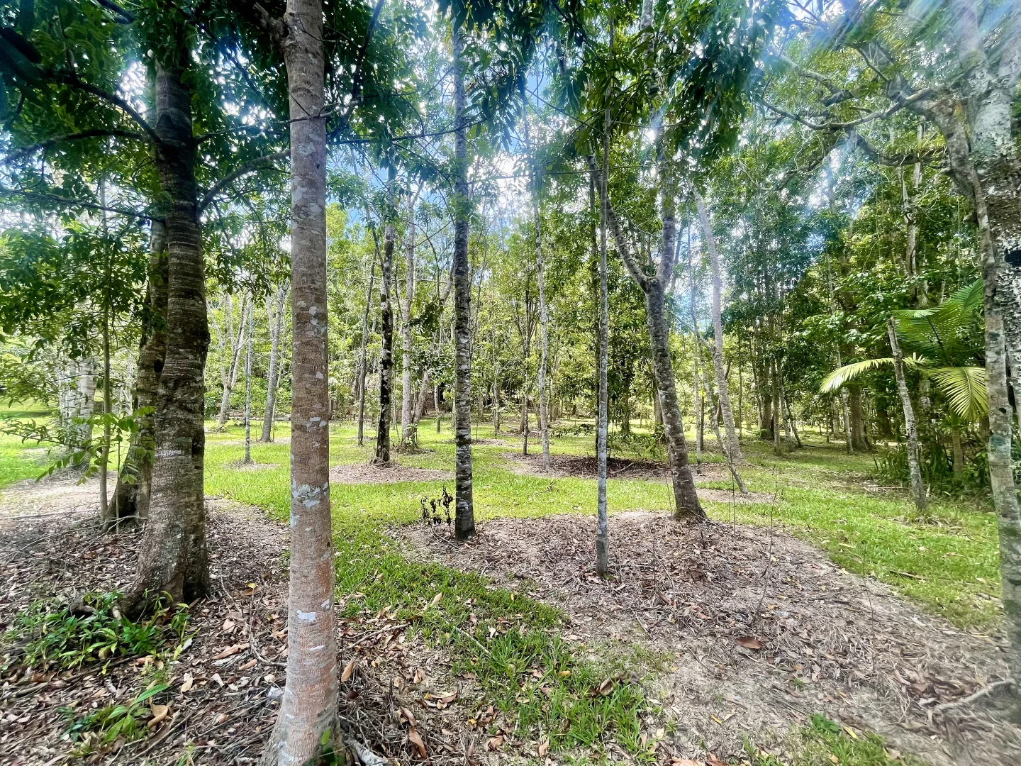 Additional image 8 of 2869 Mossman Daintree Road, Lower Daintree, Daintree QLD 4873