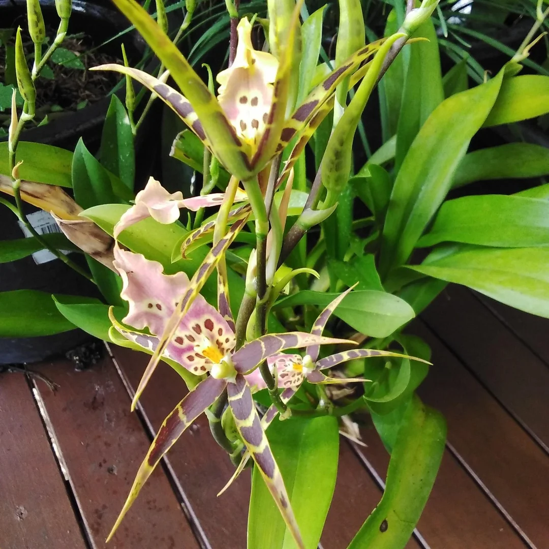 Additional image 13 of 7 Jamieson Street, Cardwell QLD 4849