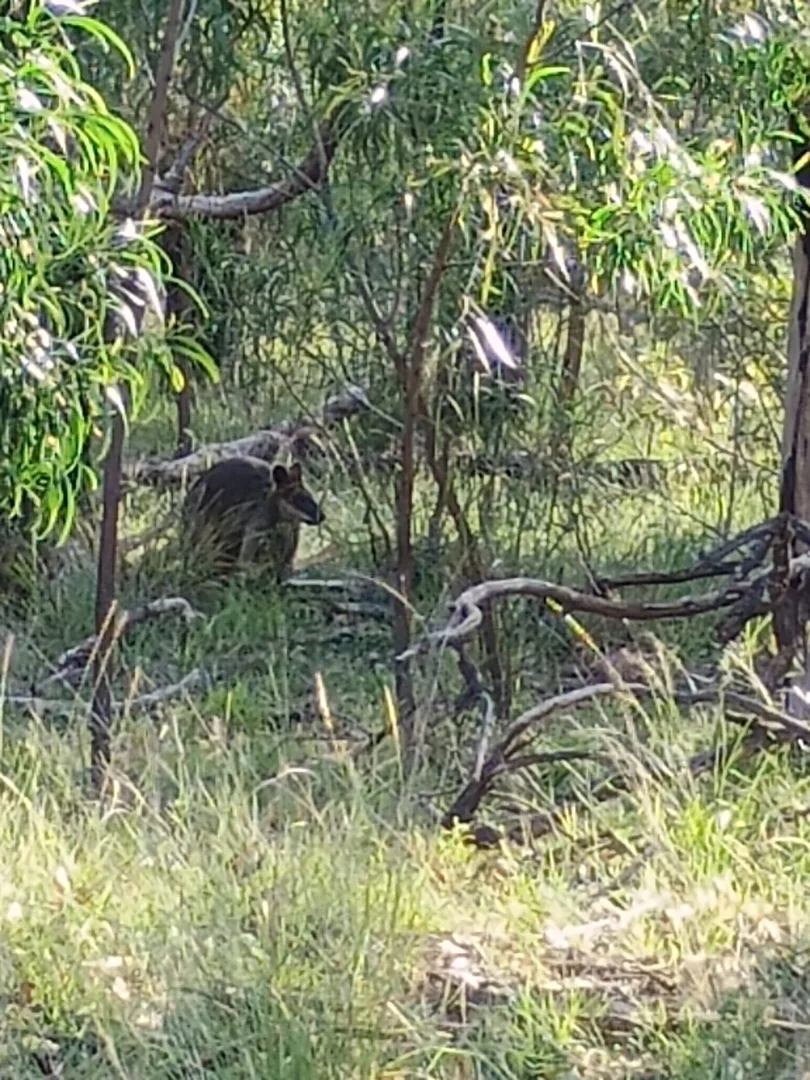 Additional image 20 of Coolah NSW 2843