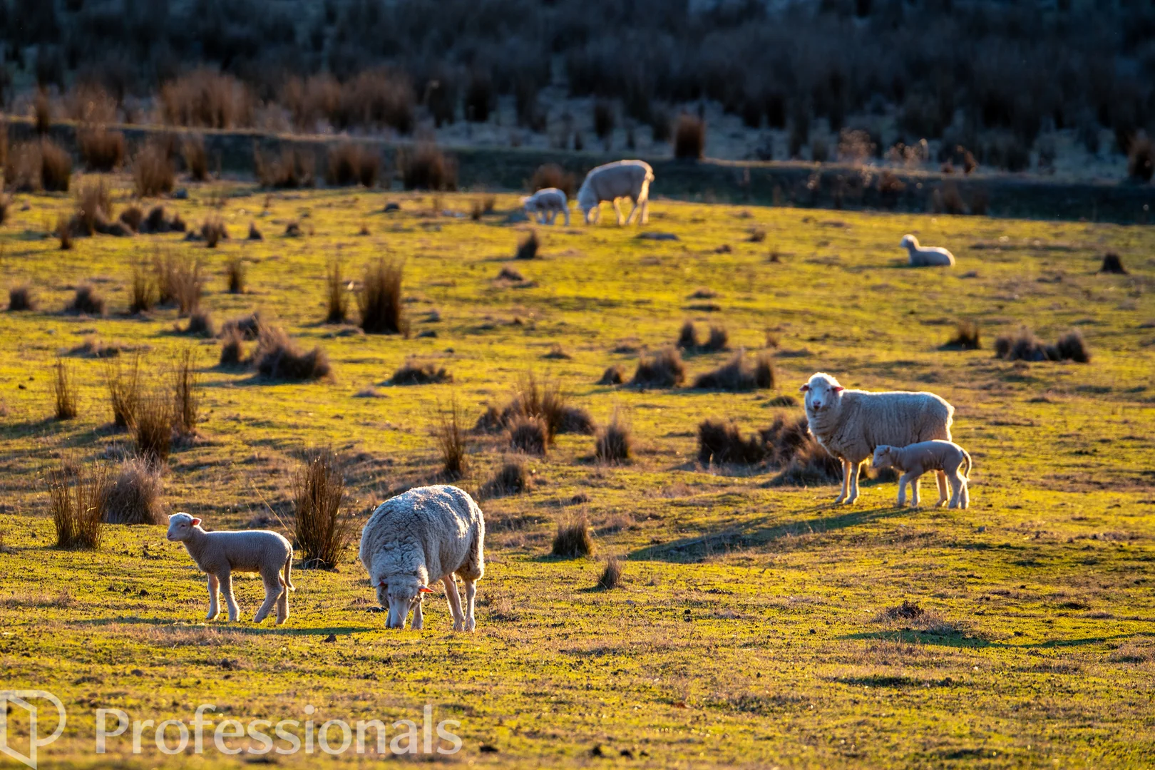 Additional image 33 of 174 Emu Swamp Road, Orange NSW 2800