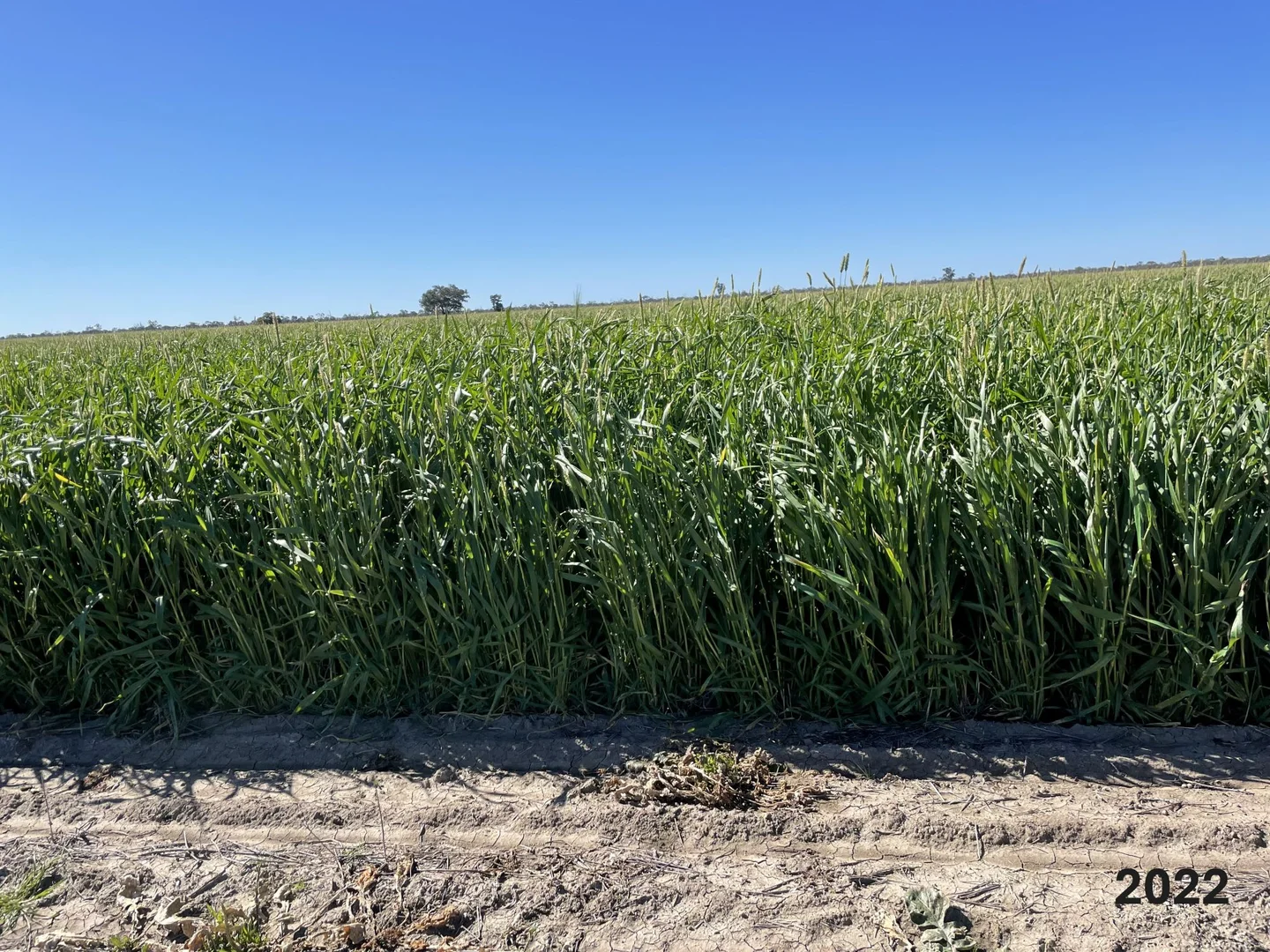 Additional image 30 of 1127 Green and Branders Road, Carinda NSW 2831