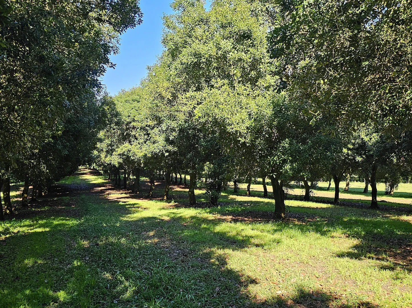 Additional image 13 of 1808 Dunoon Road, Dunoon NSW 2480