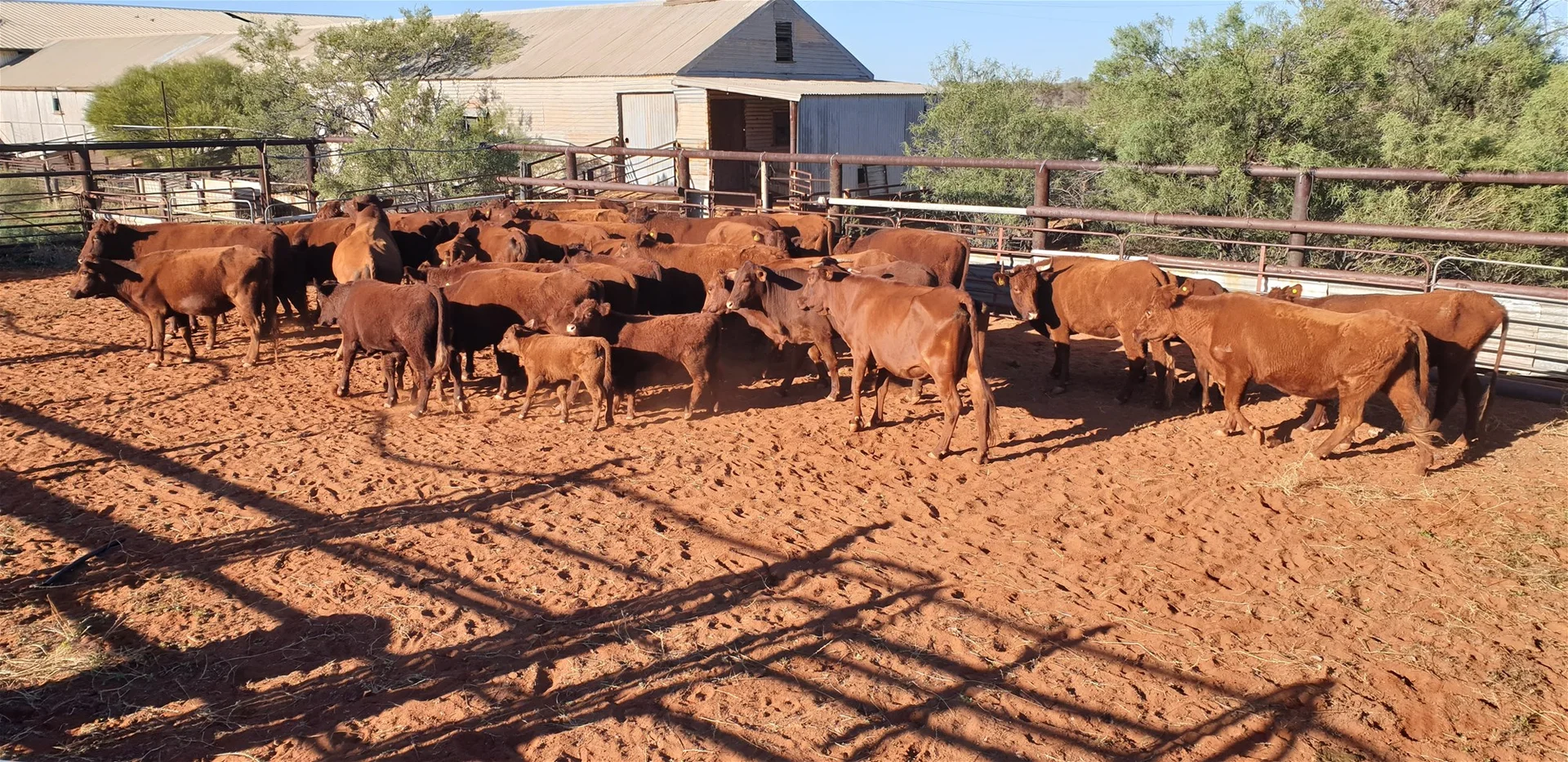 Additional image 9 of Yoothapina Station, Meekatharra WA 6642
