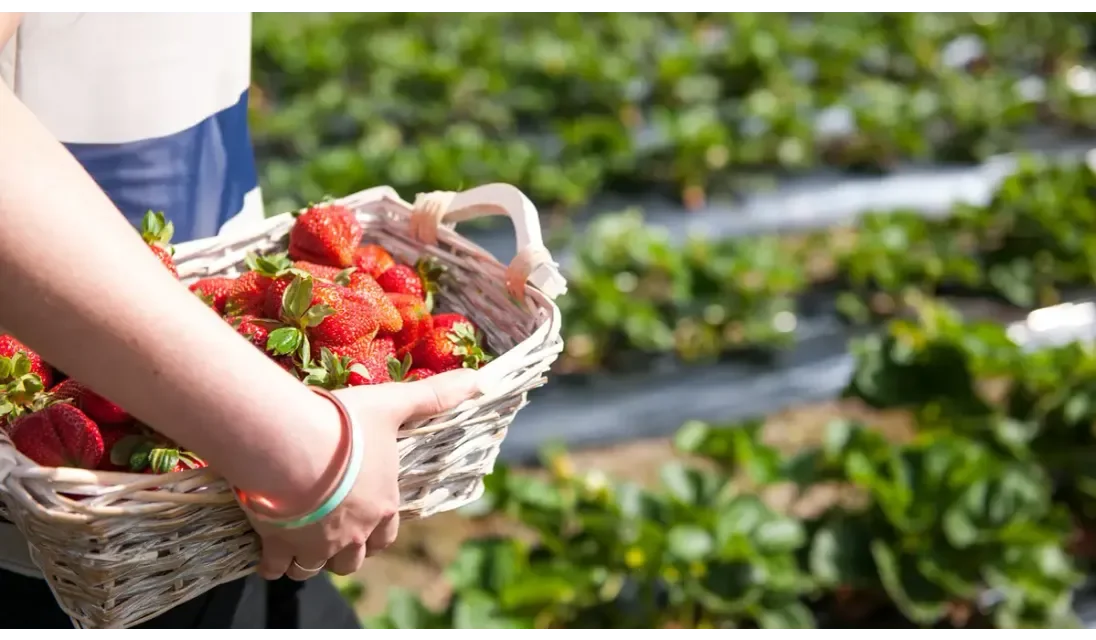 Additional image 8 of 22 Ridge Street, Mount Barker SA 5251