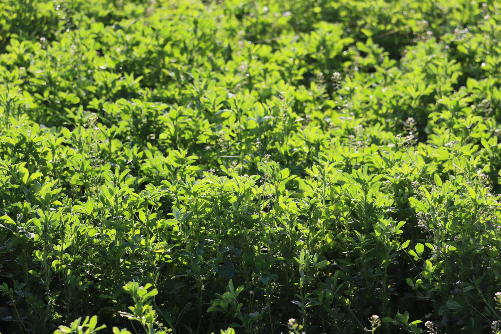 Additional image 30 of 2350 George Russell Drive, Canowindra NSW 2804