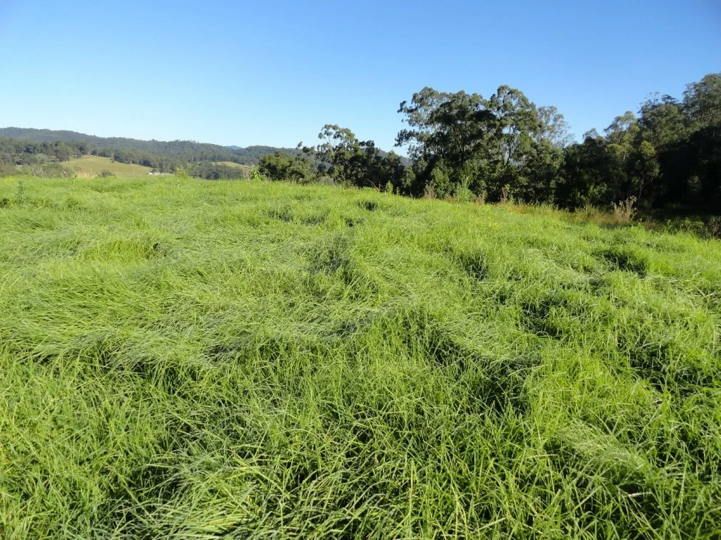 Additional image 6 of 1810 Afterlee Rd, Kyogle NSW 2474