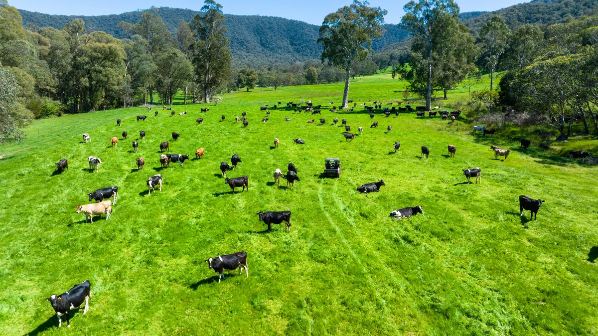 Additional image 12 of 3082 Omeo Highway, Tallandoon VIC 3701