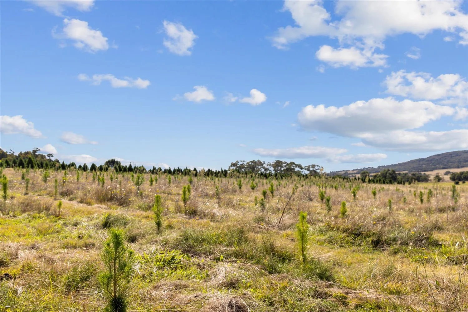 Additional image 26 of 134 Lakeview Road, Tarago NSW 2580