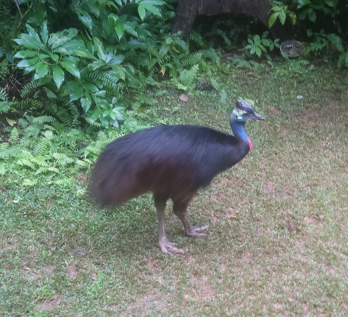 Additional image 21 of 9 Maple Road, Daintree QLD 4873