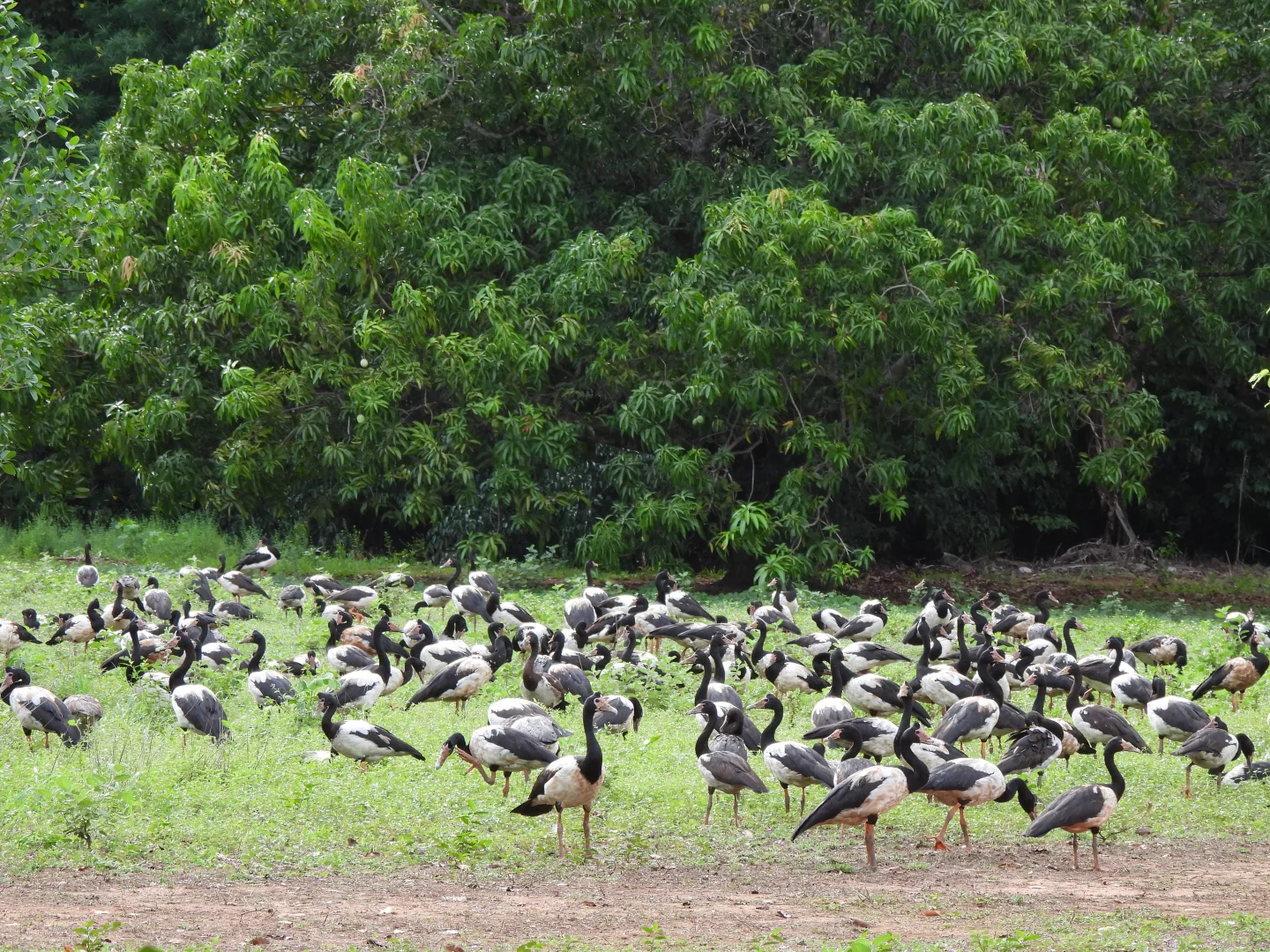 Additional image 13 of 685 Miles Road, Eva Valley NT 0822