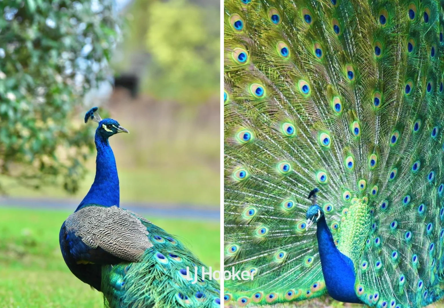 Additional image 13 of 49 Jones Road, Calga NSW 2250