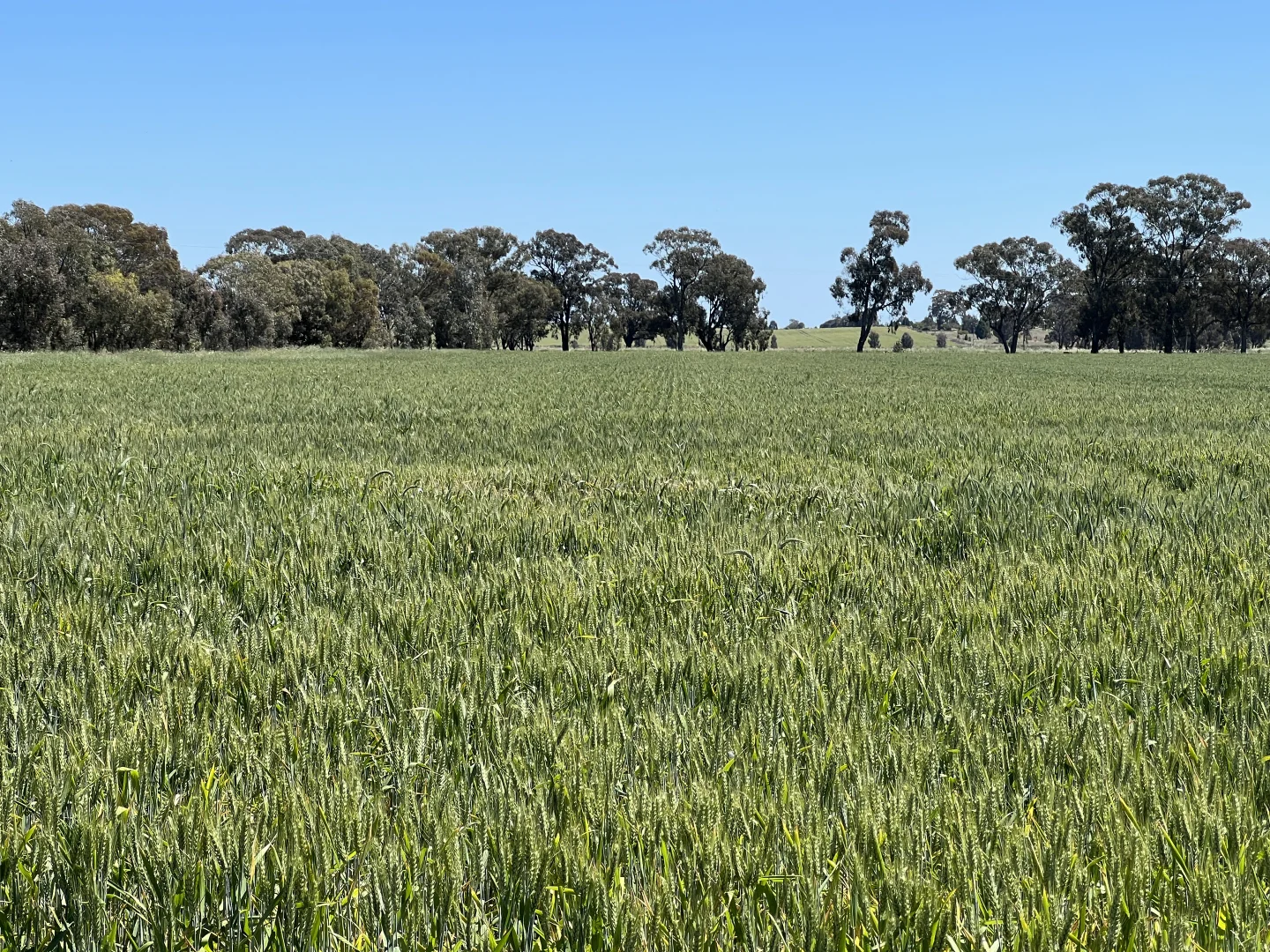 Additional image 8 of 678 Back Barooga Road, Barooga NSW 3644