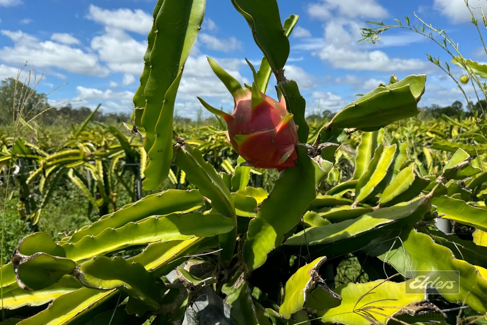 Additional image 14 of 288 Blowers Road, Munna Creek QLD 4570