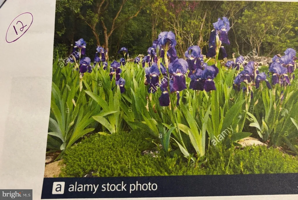 Additional image 59 of 6 Bradley Circle, Middletown, DE 19709