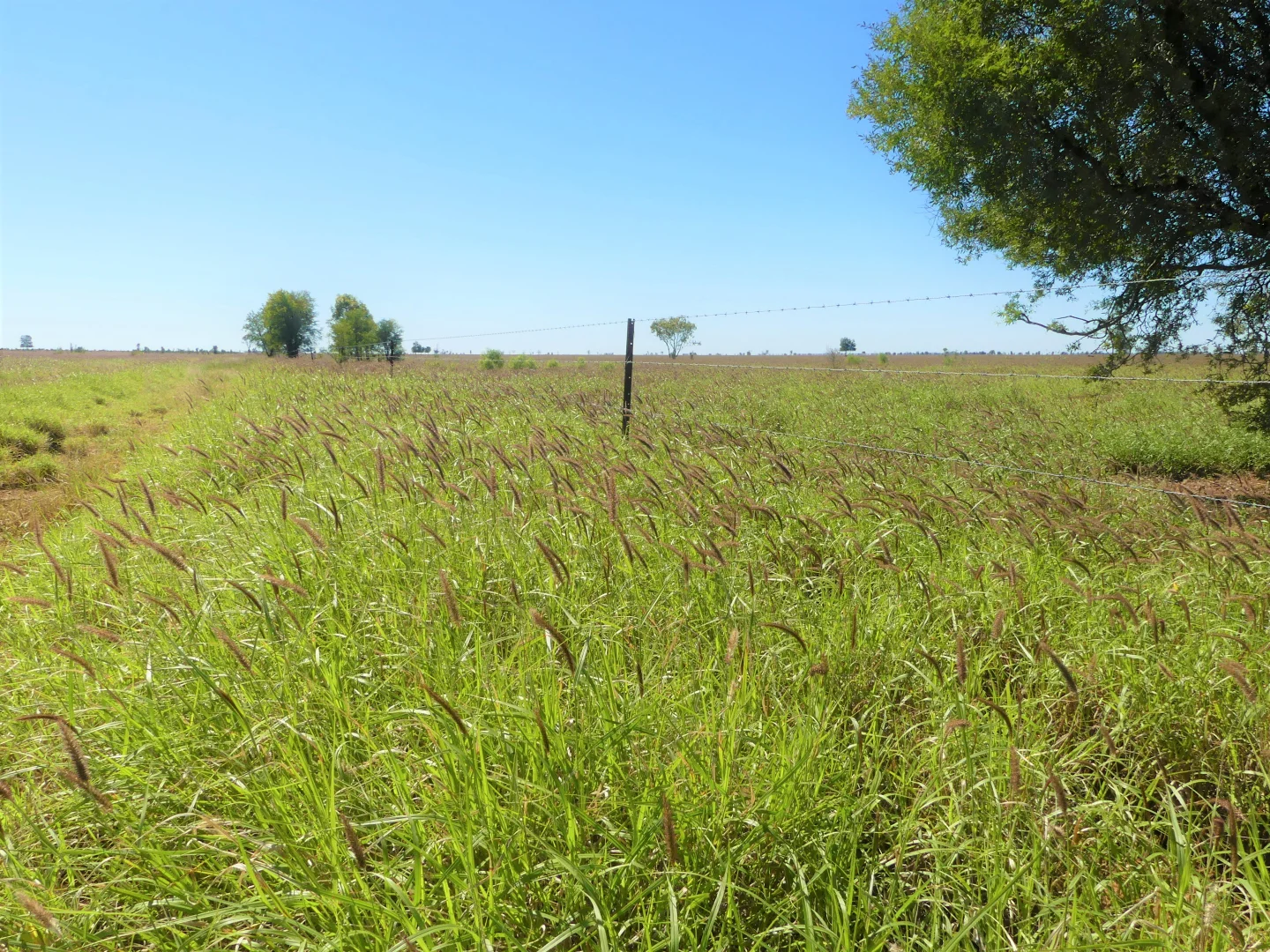 Additional image 13 of "Bonavista" 13724 Mitchell - St George road, Roma QLD 4455