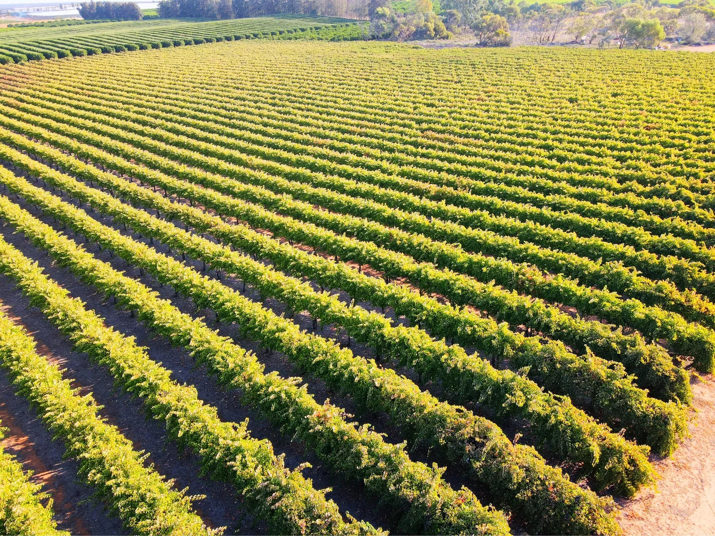 Additional image 8 of Lot 1 & 2 Government Road, Renmark SA 5341