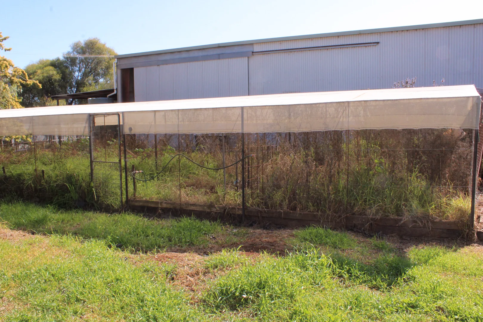 Additional image 7 of 8 Walker Street, Lake Cargelligo NSW 2672