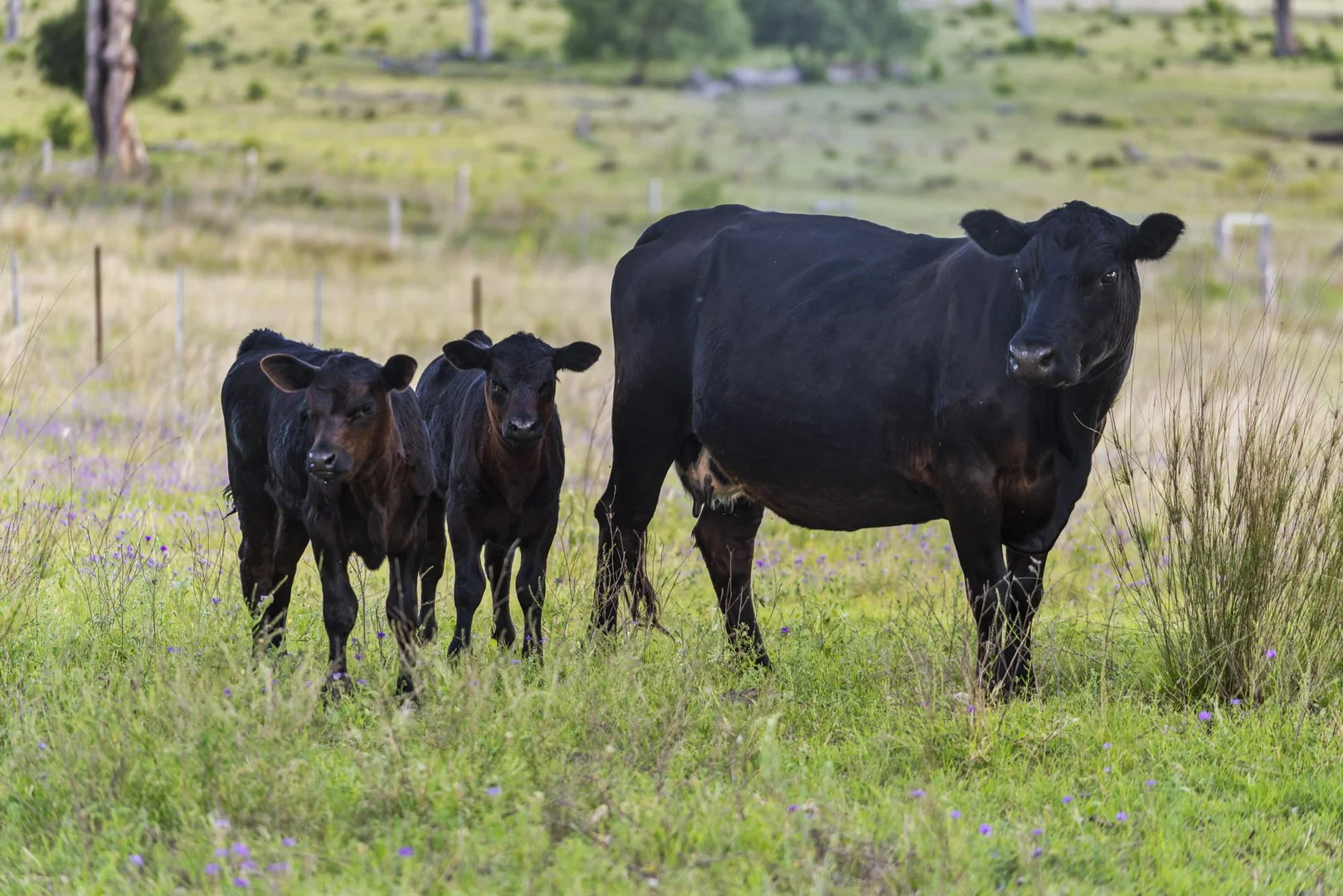 197 Boodua-Meringandan Road, Muniganeen QLD 4352