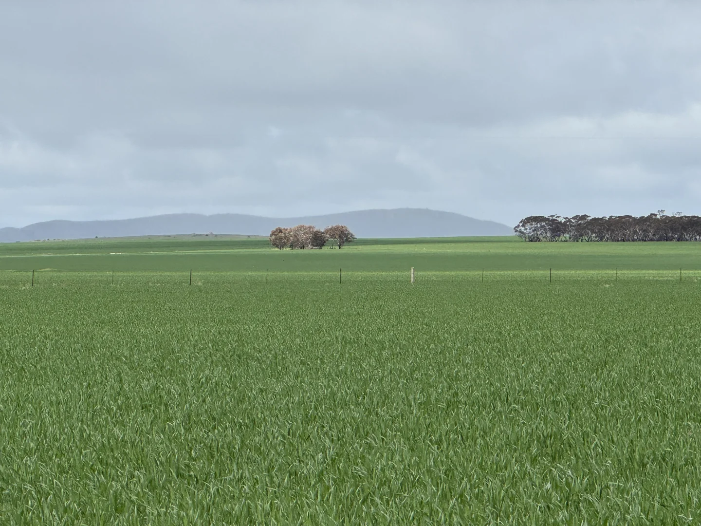 Additional image 5 of 434 Schmidt Road, Willowie SA 5431