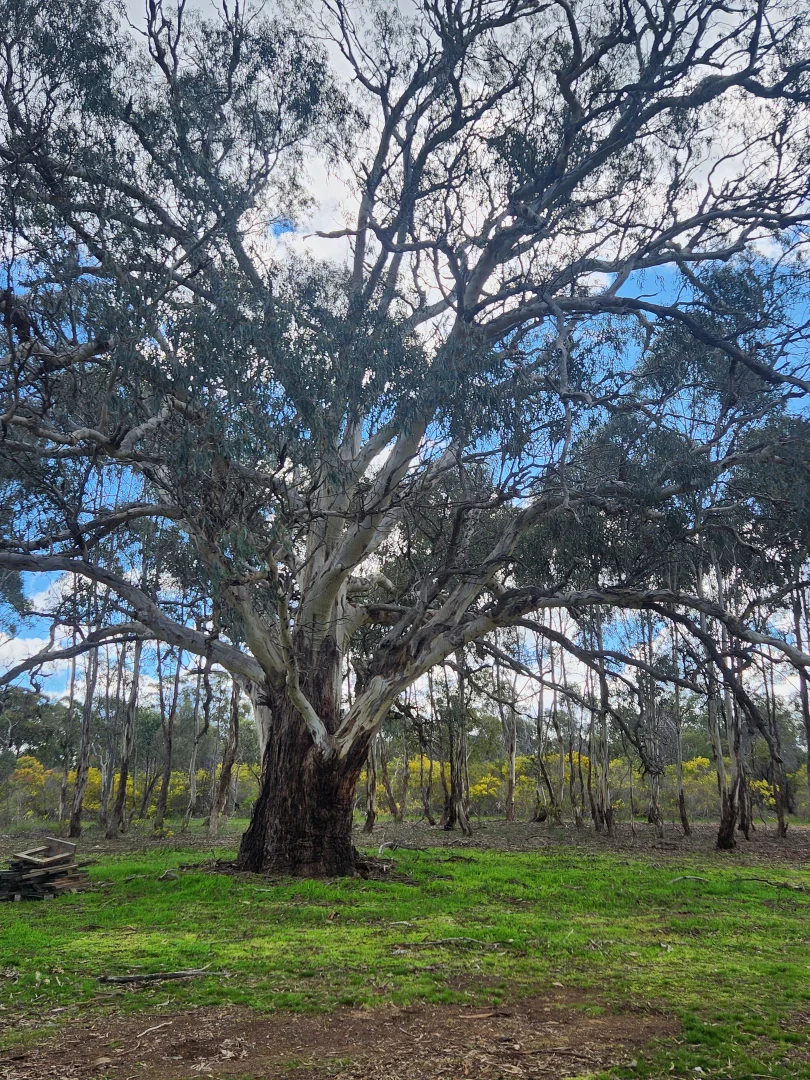 Additional image 17 of 244 Killeens Lane, Derrinal VIC 3523