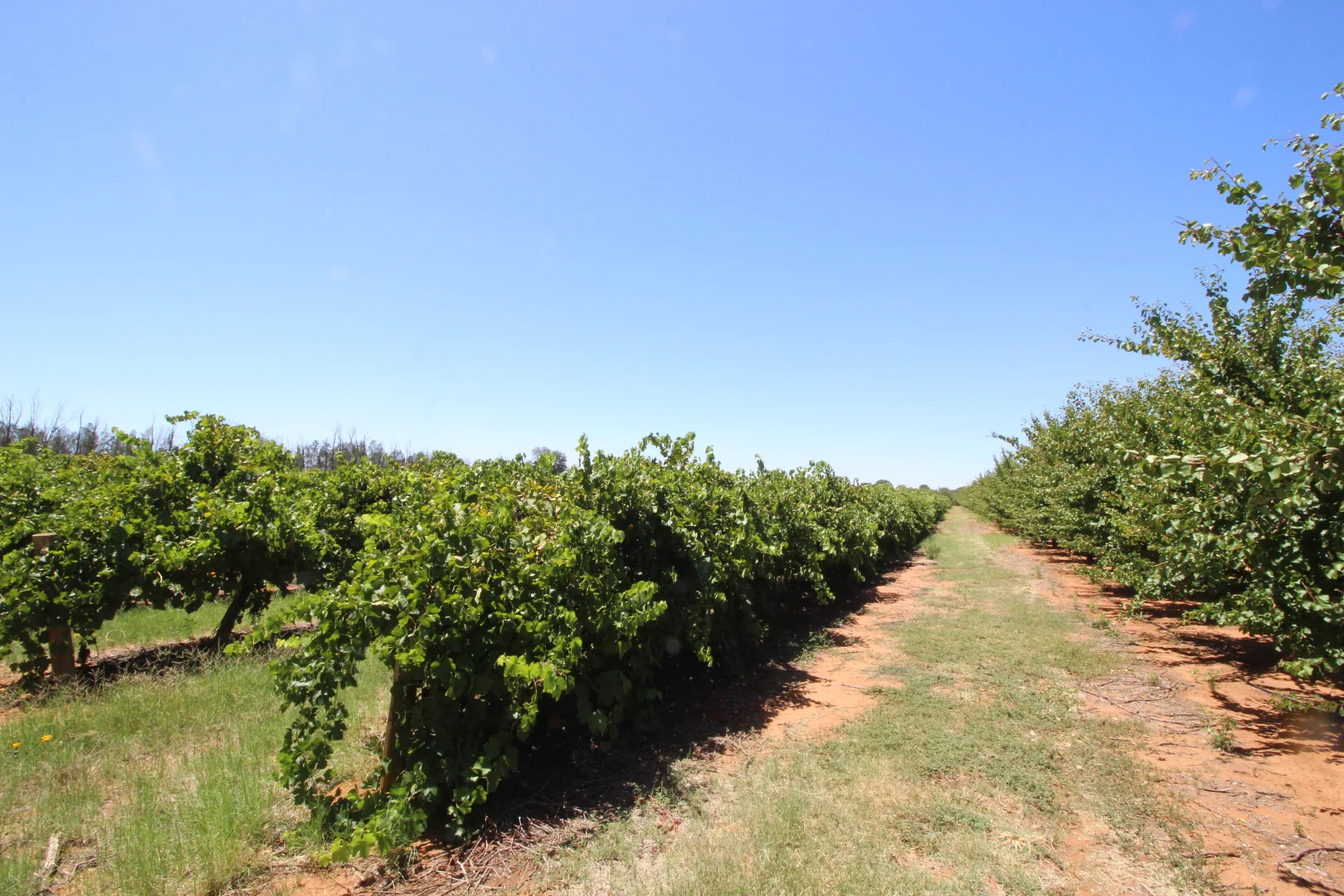 Additional image 9 of Lot 54 Newton Road, Loxton SA 5333