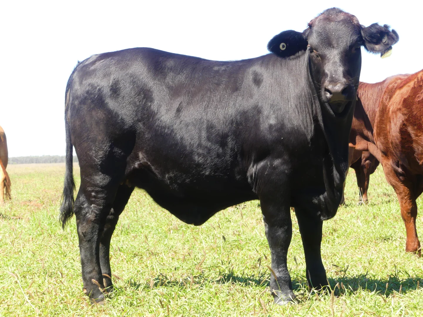 Additional image 18 of "Bonavista" 13724 Mitchell - St George road, Roma QLD 4455