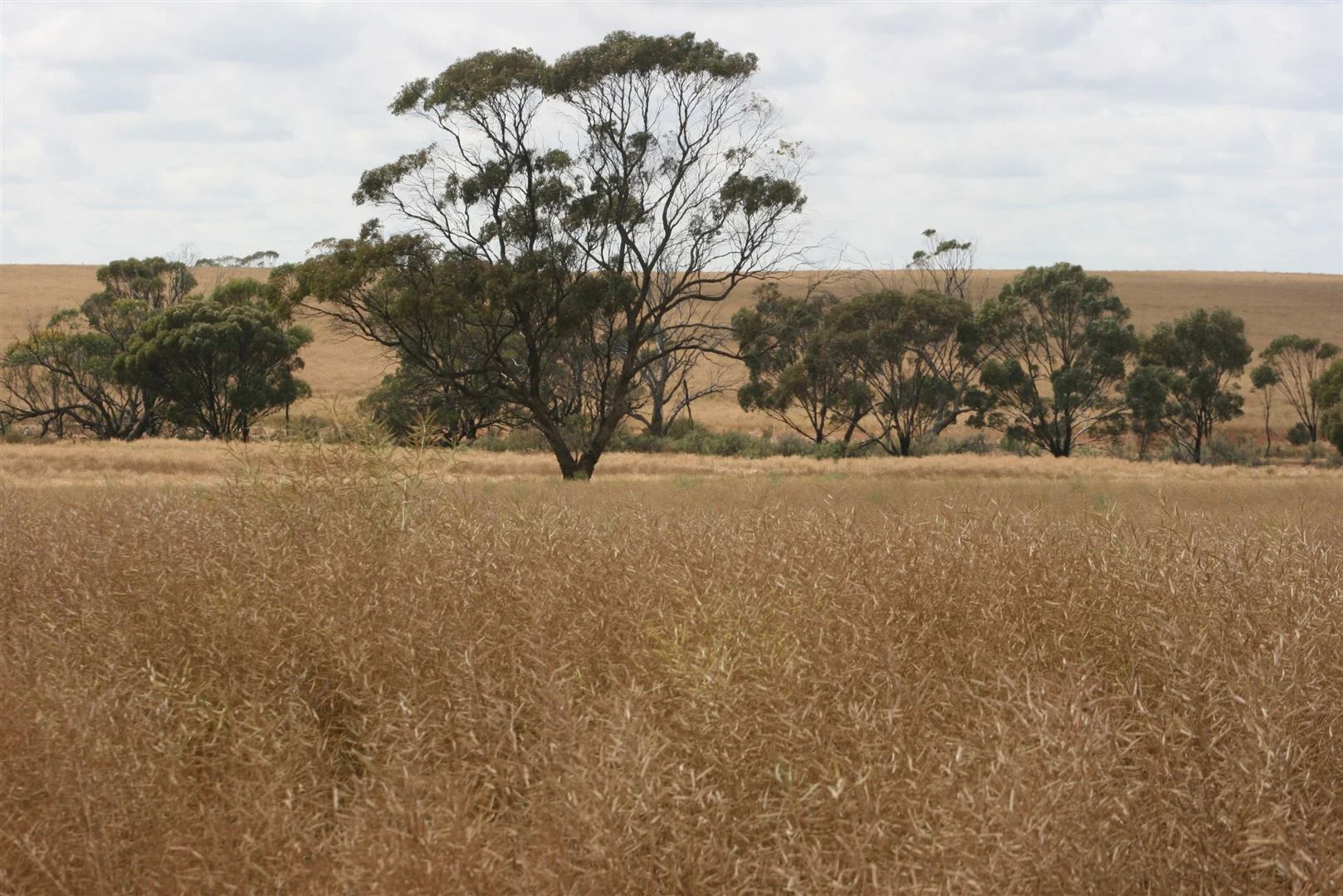 Additional image 4 of . Madews, Jennacubbine WA 6401