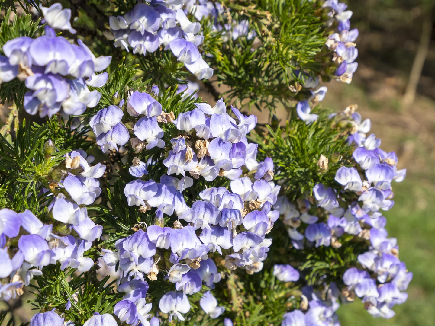 Additional image 26 of 4 Caribbean Court, Eaglehawk Neck TAS 7179