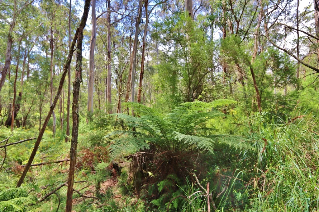 Additional image 10 of 2844 Mt Darragh Road, Wyndham NSW 2550