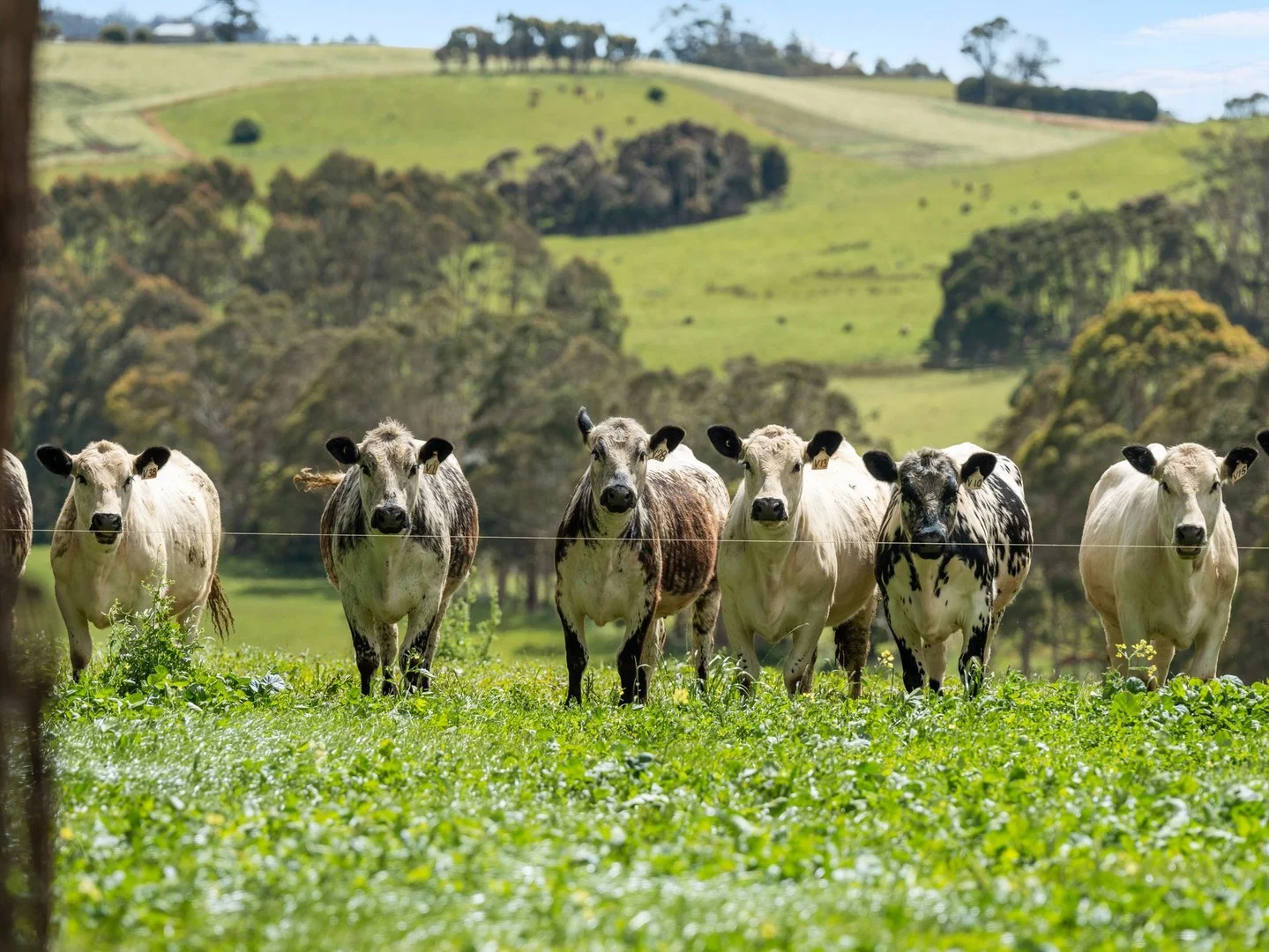 Additional image 4 of 69 Meads Road, Melrose TAS 7310