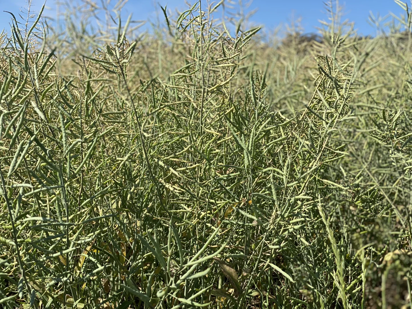 Additional image 19 of 1 Tremains Lane, Toogong NSW 2864