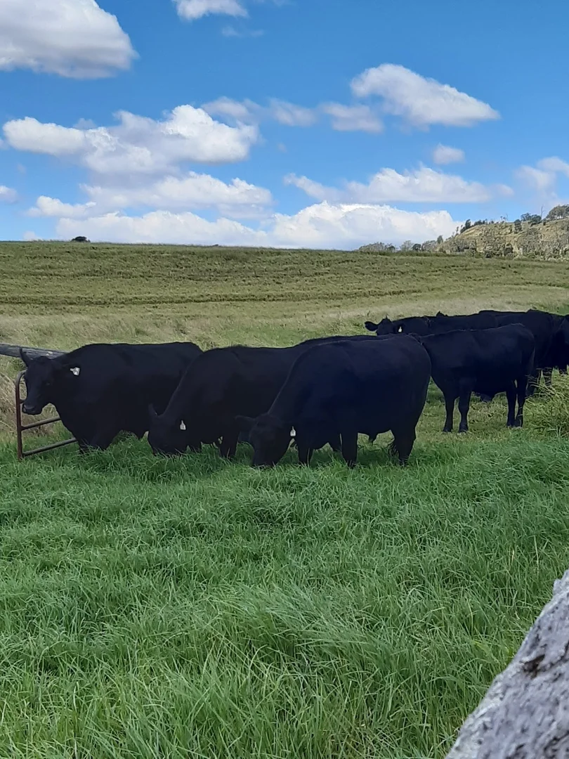 Additional image 11 of 59 Thornville Range Road, Thornville QLD 4352