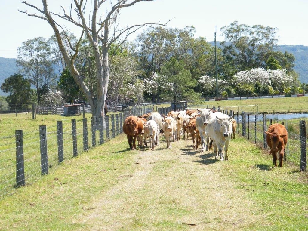 Additional image 59 of Woodford QLD 4514