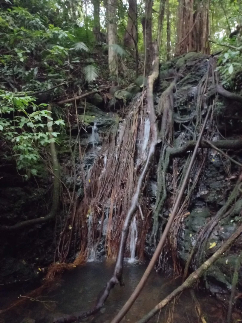 Additional image 28 of 516 Brooks Road, Mungalli QLD 4886