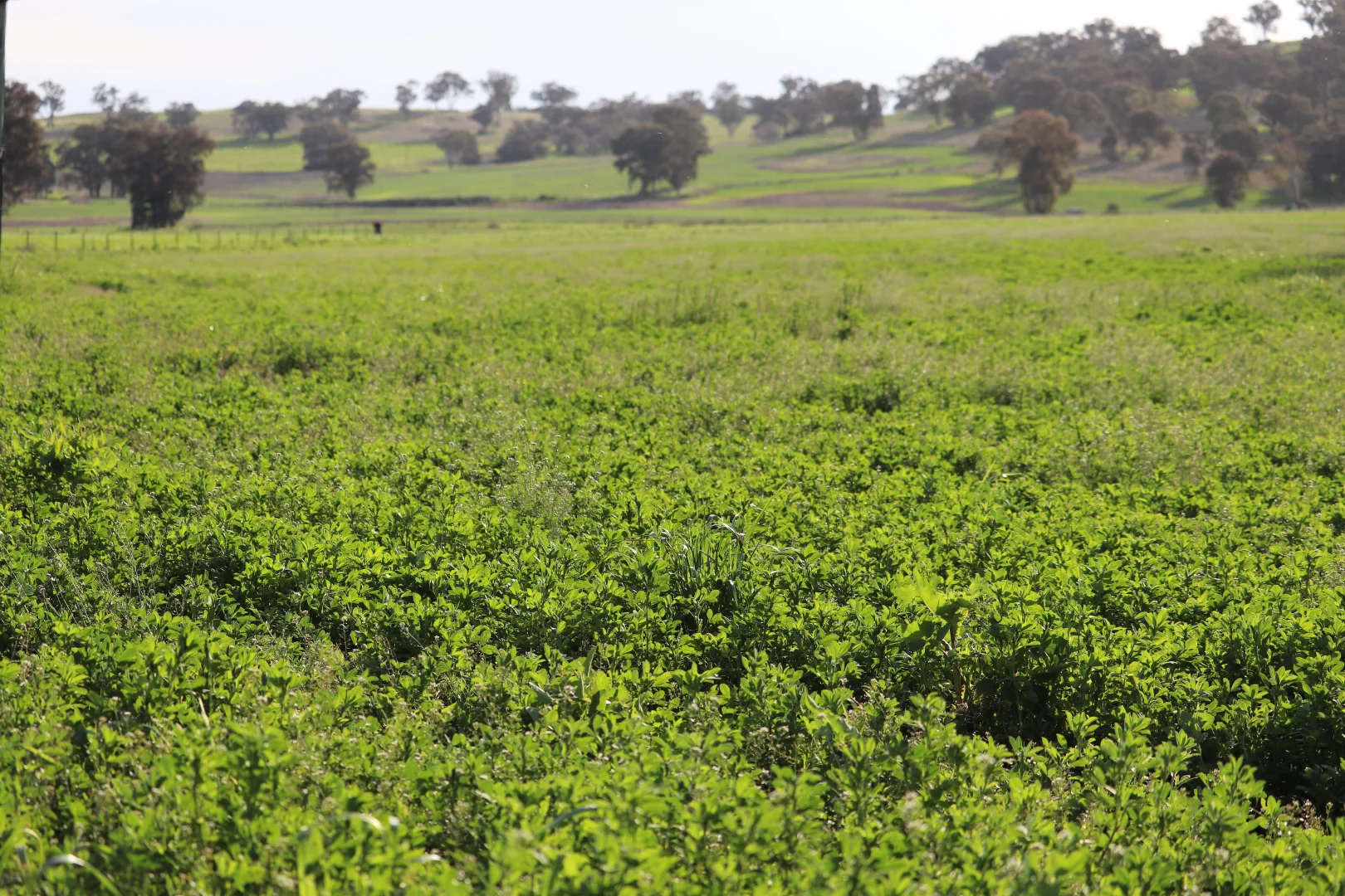 Additional image 13 of 2350 George Russell Drive, Canowindra NSW 2804