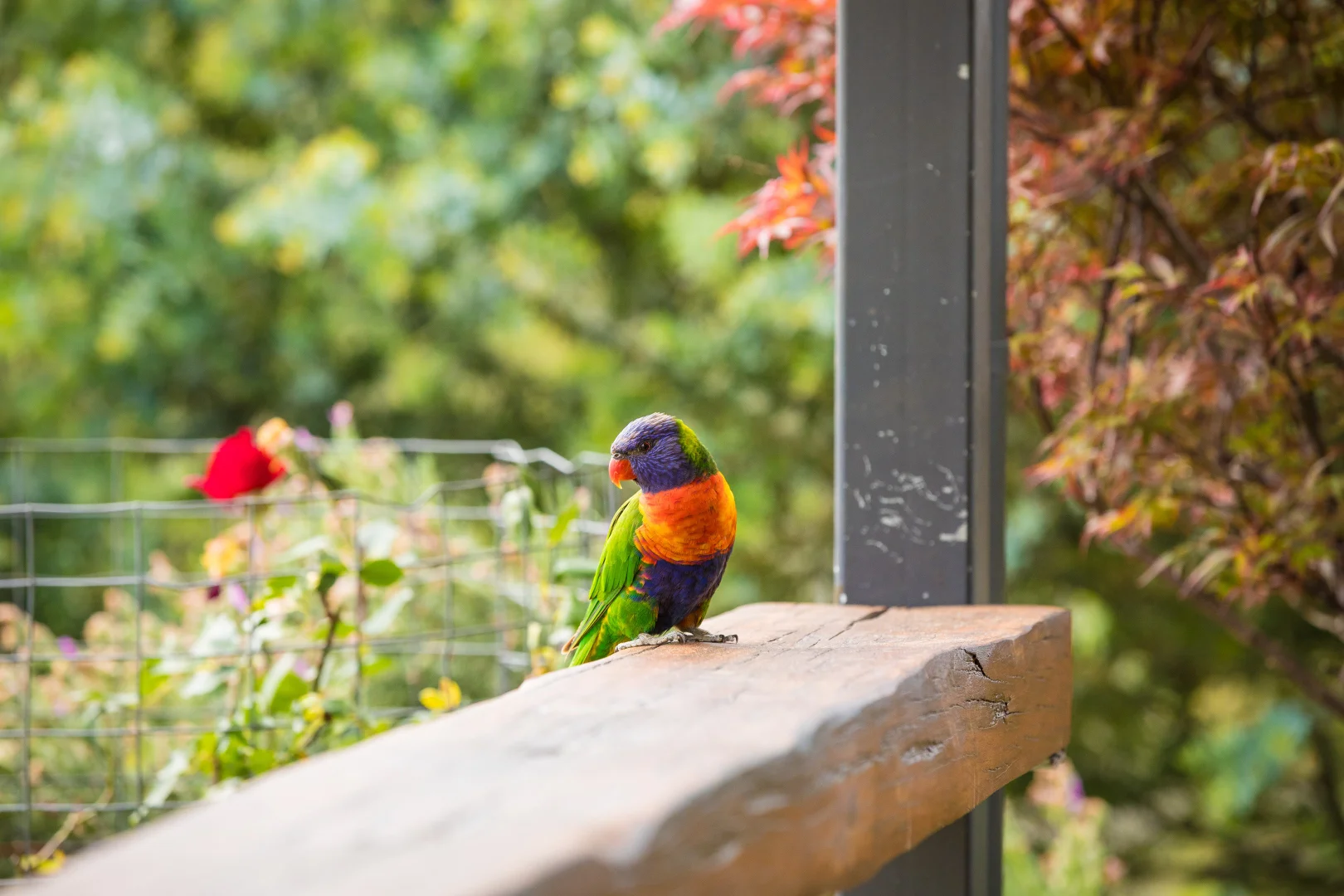 Additional image 7 of 1171 Princes Highway, Kiah NSW 2551