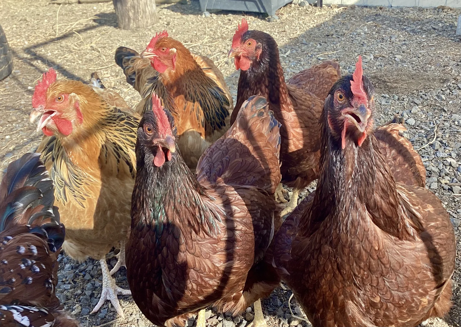 Additional image 22 of 32-34 White Place, Kooralbyn QLD 4285