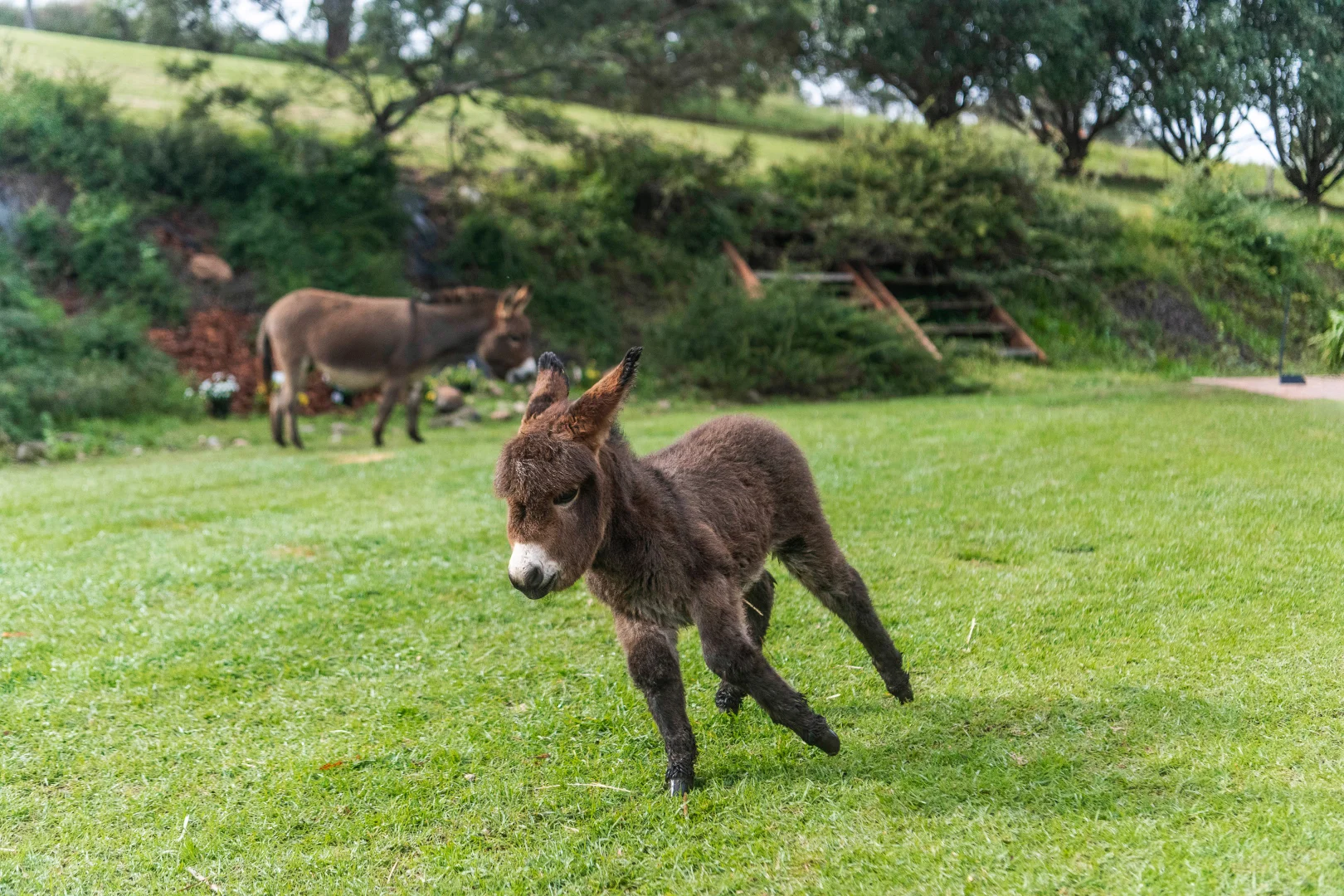 Additional image 20 of 149 Eastview Drive, Orangeville NSW 2570