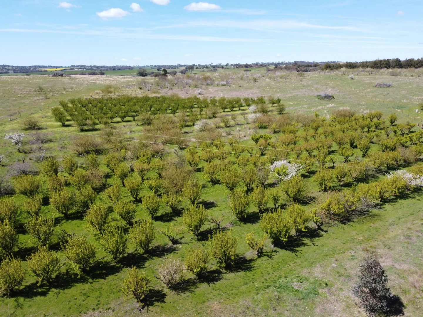 Additional image 9 of 264 Scenic Road, Young NSW 2594