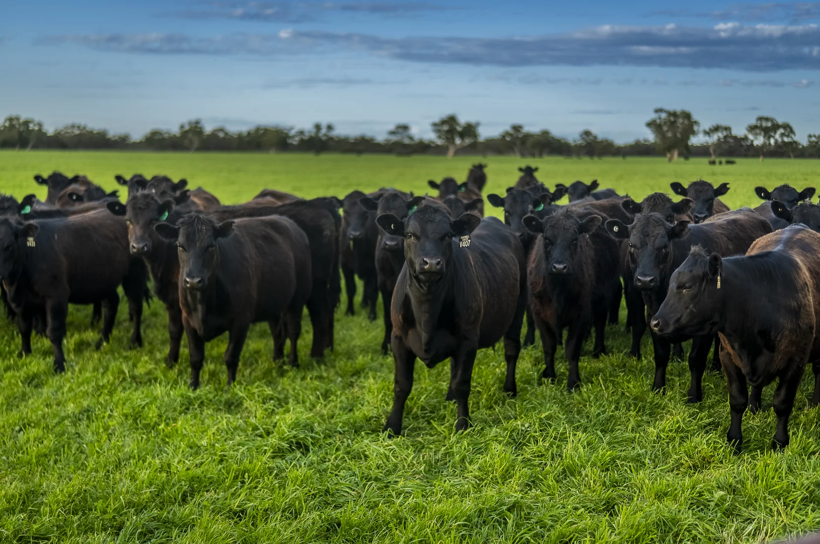 Additional image 22 of 325 Maranoa Downs Road, Stewart Range SA 5271