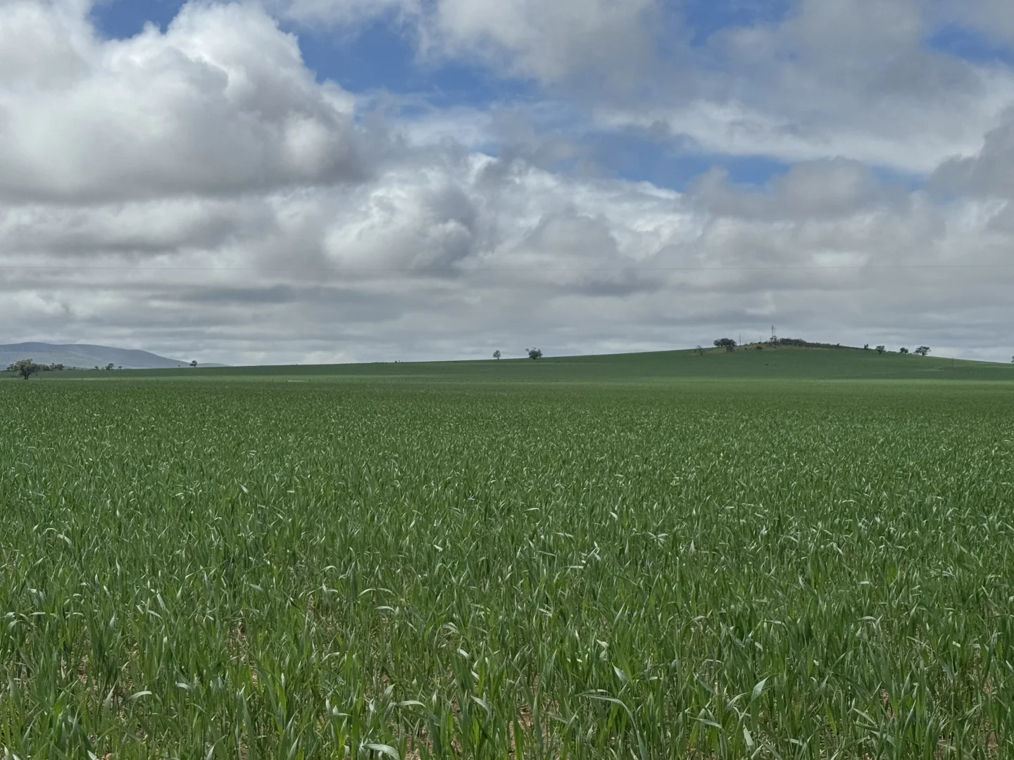 Additional image 3 of 434 Schmidt Road, Willowie SA 5431