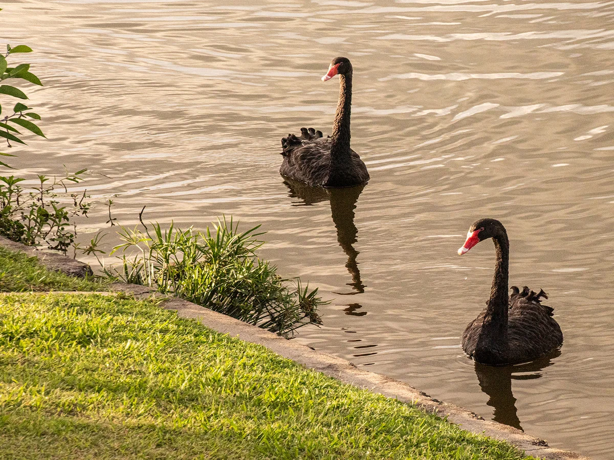 Additional image 36 of 23 Baikal Place, Westlake QLD 4074