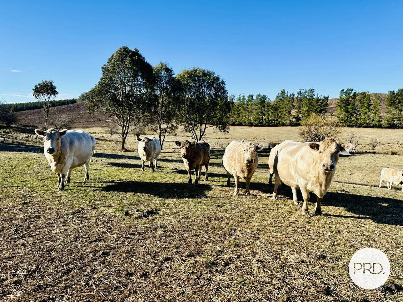 Additional image 17 of 233 Logans Road, Tumbarumba NSW 2653