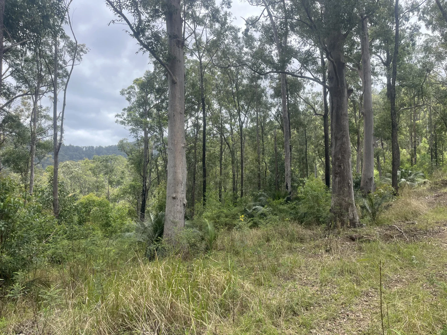 Additional image 22 of 173 Knodingbul Forest Road, Mount George NSW 2424