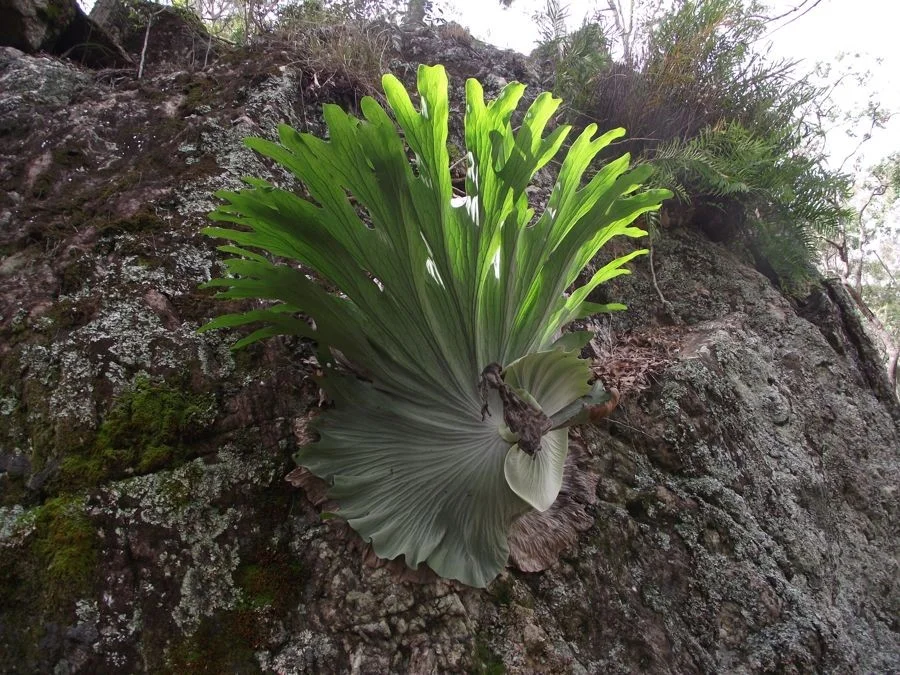 Additional image 7 of Stegemann Road, Upper Glastonbury QLD 4570