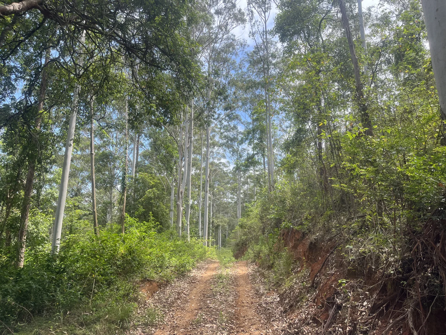 Additional image 15 of 173 Knodingbul Forest Road, Mount George NSW 2424