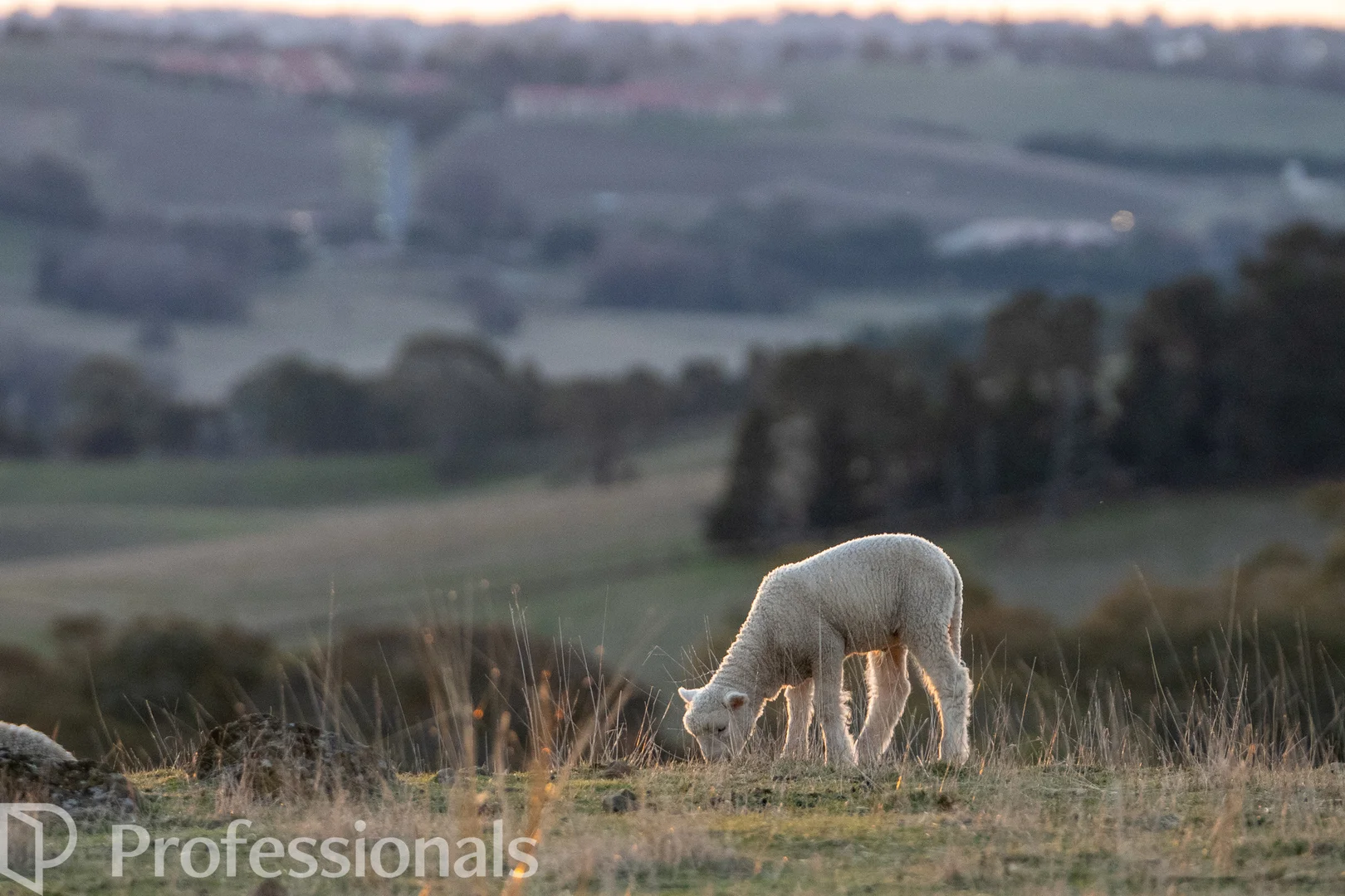 Additional image 10 of 174 Emu Swamp Road, Orange NSW 2800