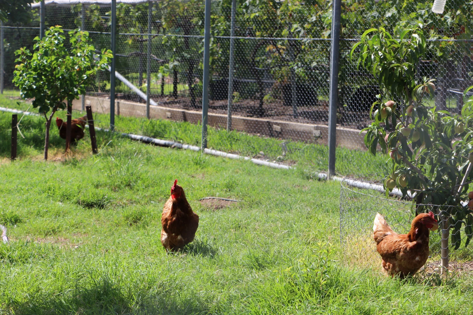 Additional image 29 of Inverell NSW 2360