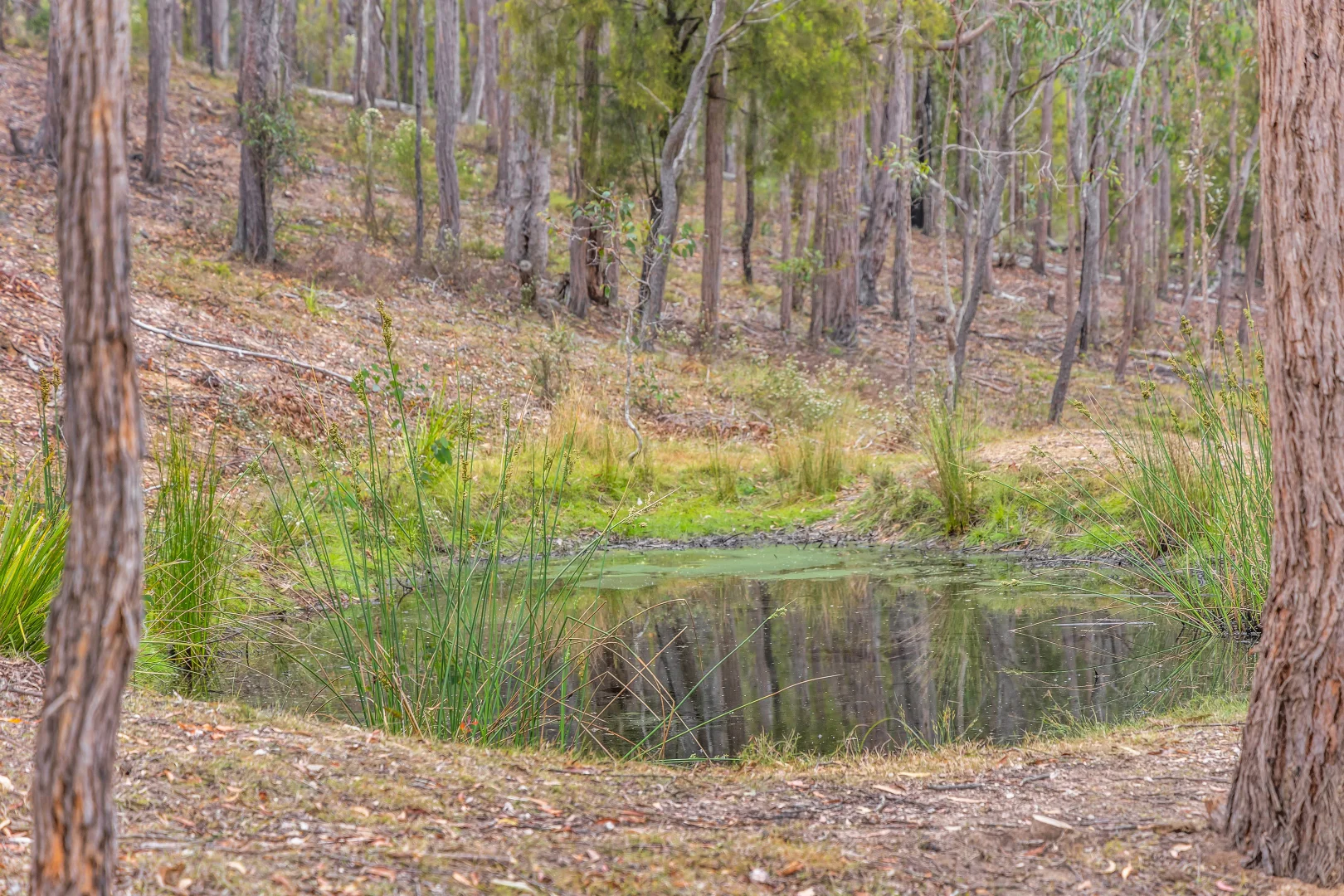 Additional image 8 of 82 Barrabooka North Road, Tanja NSW 2550