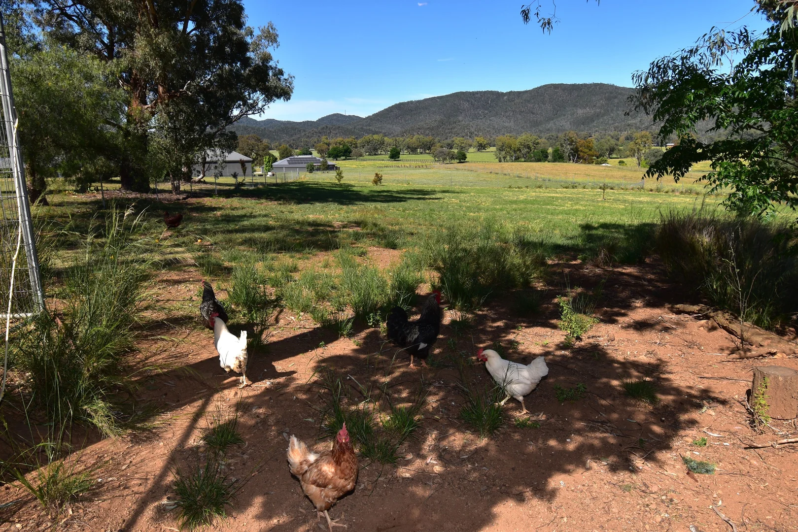 Additional image 33 of 7 Pindari Grove, Montefiores NSW 2820